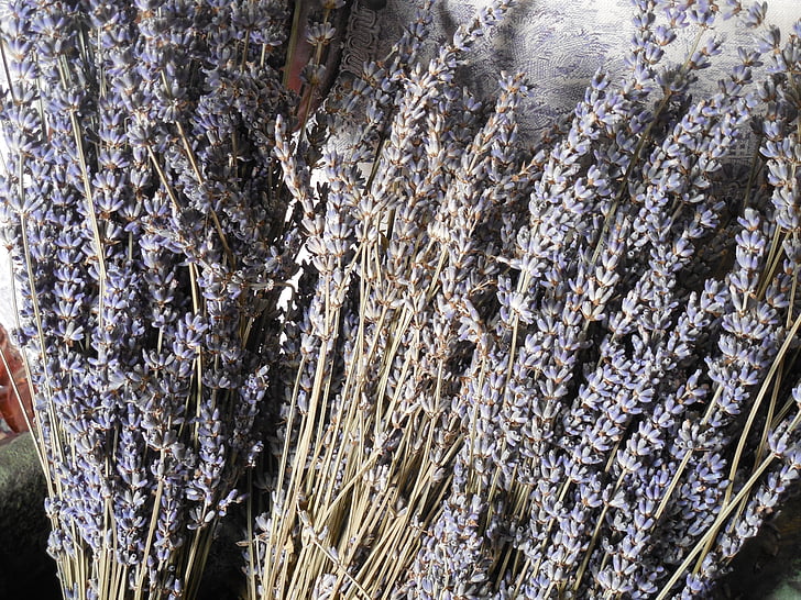lavender, dried, flower, purple, herb, plant, medicine