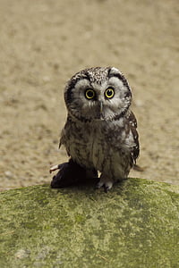 bufnita, eurasiatice pygmy owl, pasăre, Grădina Zoologică din Tallinn, animale, faunei sălbatice, pene