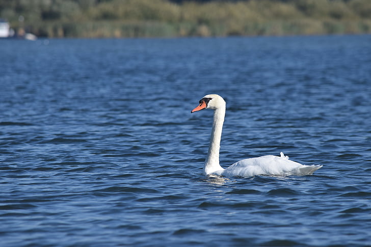 swan, water, nature, waterfowl, biesbosch, bird, lake