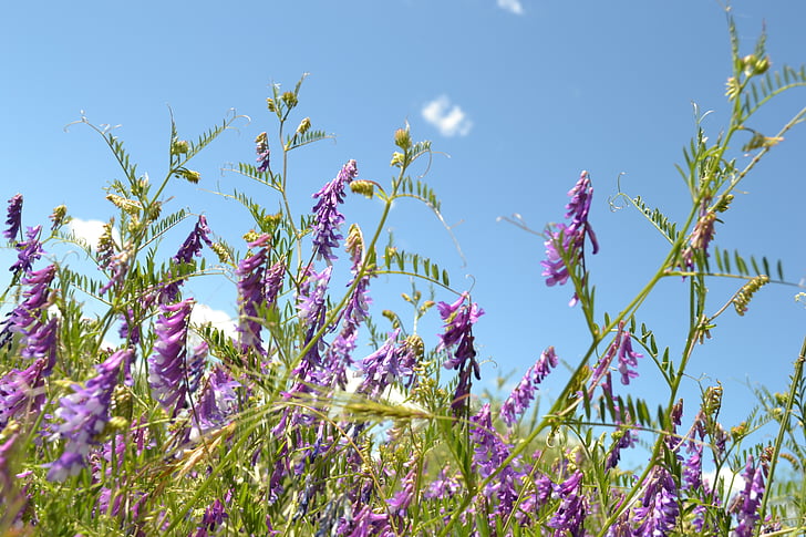 lavender, flowers, flower, purple, bush, blossom, plant