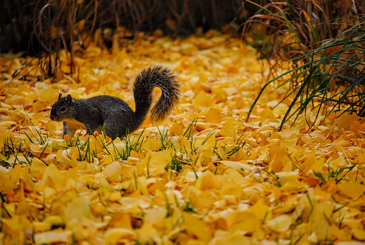 grå, egern, gul, blomst, efterår, efterårsfarver, egern