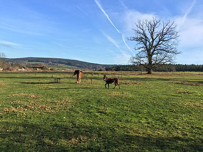 pasture, coupling, horse, graze, eat, donkey, tree