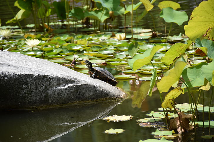 turtle, water, nature, reptiles, shell