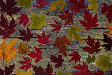 listy, vyrostlé listy, Javor, podzimní list, podzim, zeleň listová, barevné