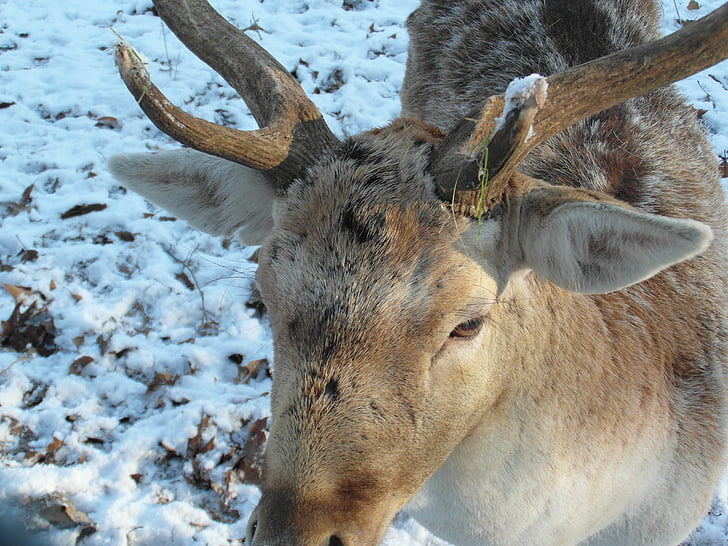 Hirsch, jelena lopatara, Zima, snijeg, šuma, oštrica, rog