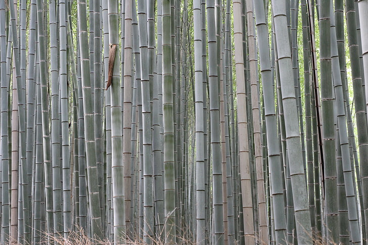 bambus, Asien, siv, natur, grøn