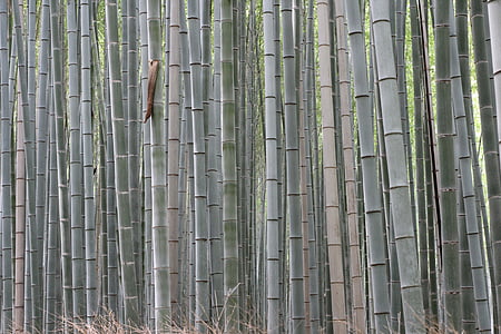bambus, Azja, Stroiki, Natura, zielony