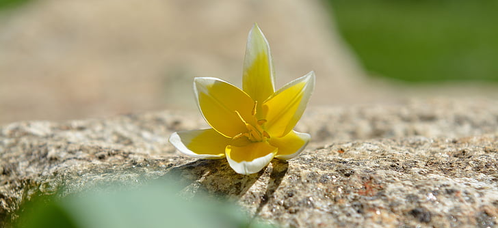 květ, Jarní květina, hvězda Tulipán, Malá hvězda Tulipán, květ, Bloom, žluto bílá