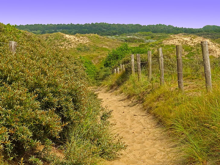 paysage de dunes, suite, colline, chemin d’accès, dunes, été, réserve naturelle