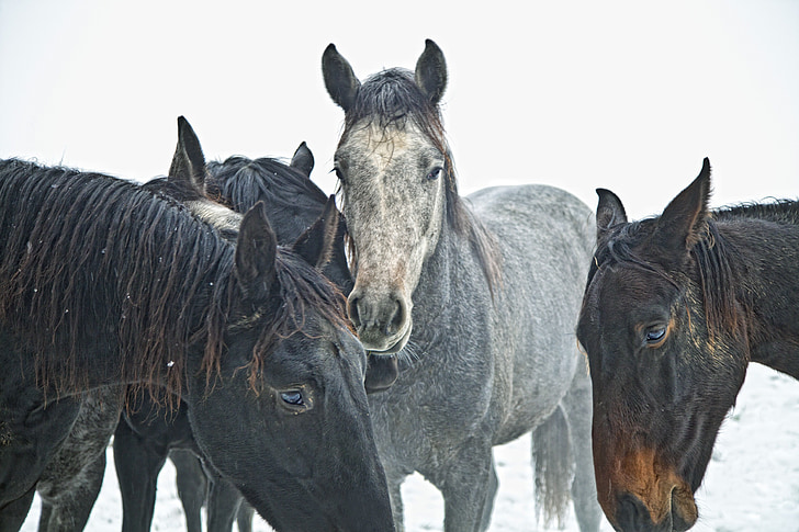 konji, Mladi konji, pastusi, zimsko vrijeme, Zima, konj, životinja