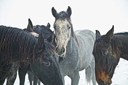 hobused, noored hobused, täkud, talvisel ajal, talvel, hobune, looma