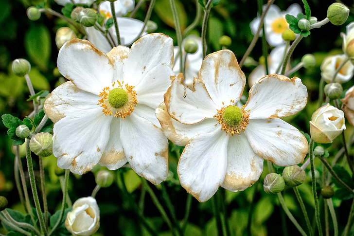 mùa thu anemone, anemone hupehensis, anemone, Blossom, nở hoa, vườn thực vật, cây cảnh