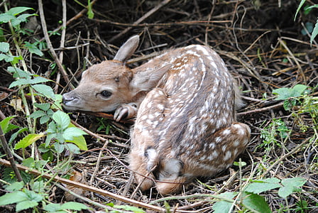 deer, cub, small, fawn, newborn