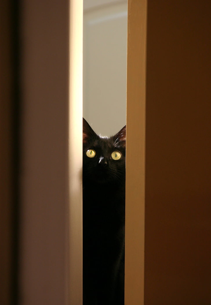 must kass, Kitty, PET, looma, silmad, Nunnu, kass