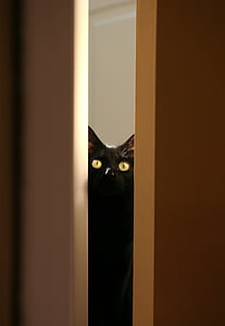 gato negro, Kitty, mascota, animal, ojos, lindo, gato