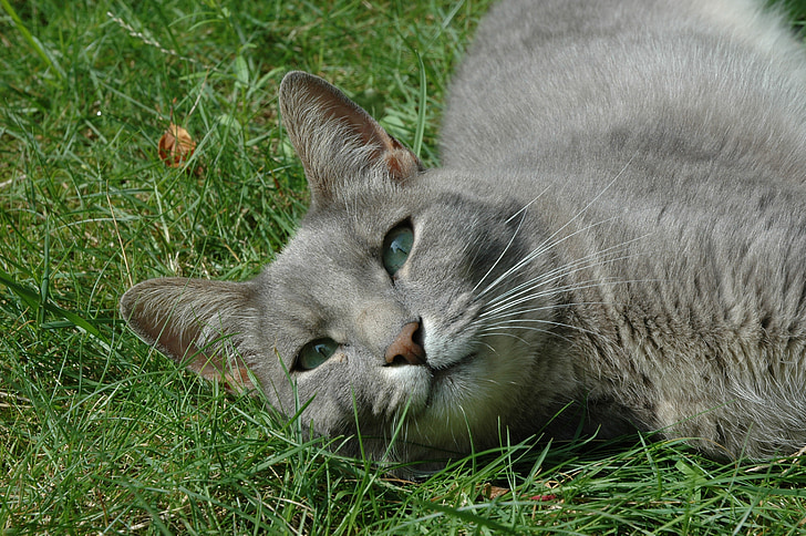 relaxing, feline, cat, resting, domestic, grass, eye contact
