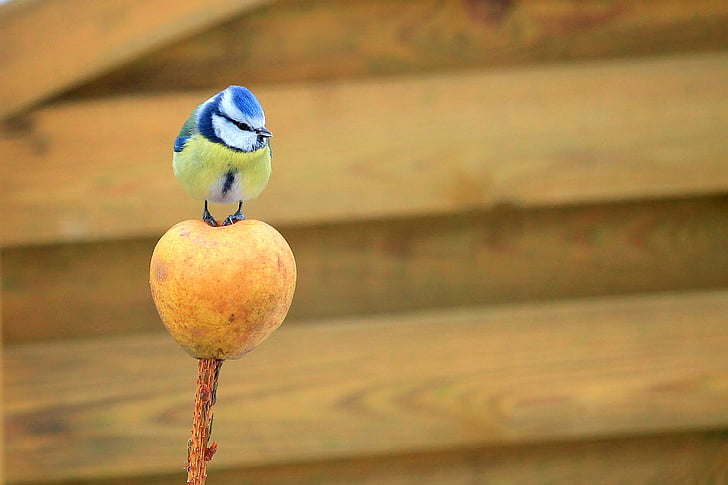 Tit, tit albastru, pasăre, Apple, natura, gradina, mic pasăre