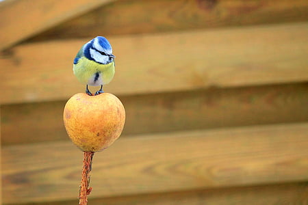 tit, Mésange bleue, oiseau, pomme, nature, jardin, petit oiseau