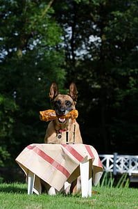 truco de perro, perro muestra un truco, Malinois, perro belga del pastor, verano, gracioso, truco