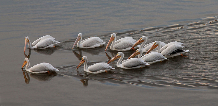 pelican, white, water, nature, wildlife, bird, waterfowl
