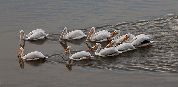 Pelican, hvit, vann, natur, dyreliv, fuglen, vannfugler