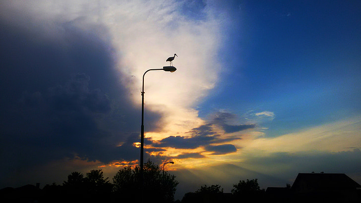 ptak, chmury, zachód słońca, Bocian