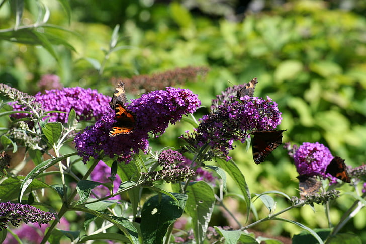 Butterfly bush, motyle, ogród