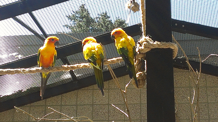 Sun-conyers, madarak, madárház