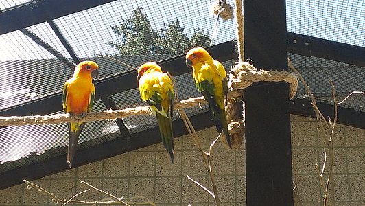 Sunce conyers, ptice, kavez za ptice