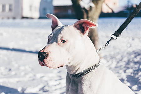 perro, animal, mascota, al aire libre, nieve, invierno, cadena