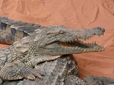 krokodil, Francija, blizu, živali