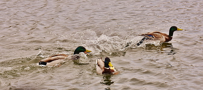 chase, ducks, mallards, water bird, duck bird, animals, drake
