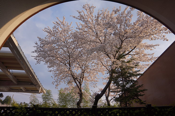 léto, strom, cherryblossum, Příroda