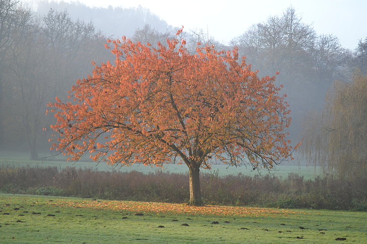strom, barvy podzimu, na podzim, krajina, barvy, listoví, Příroda