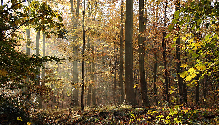 лес, деревья, Буки, Осенние листья, Осень, Листопад, природные