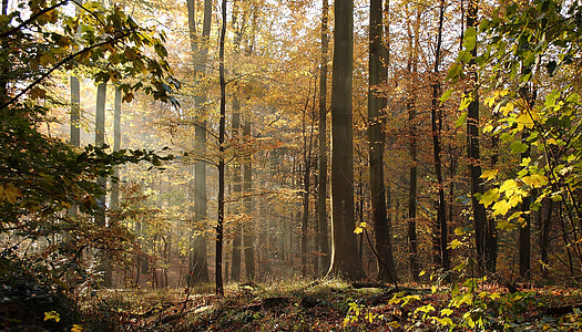 Forest, stromy, Beeches, jesenné lístie, jeseň, Defoliácia, prírodné