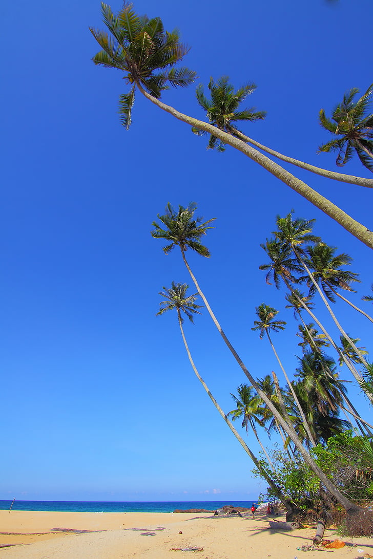 noce di cocco, paesaggi di mare, natura, spiaggia, Isola, Paradiso, Tropical