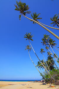 kokos, mořské scenérie, Příroda, pláž, ostrov, ráj, Tropical