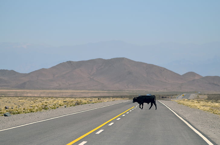 black, cattle, concrete, road, towards, brown, mountain