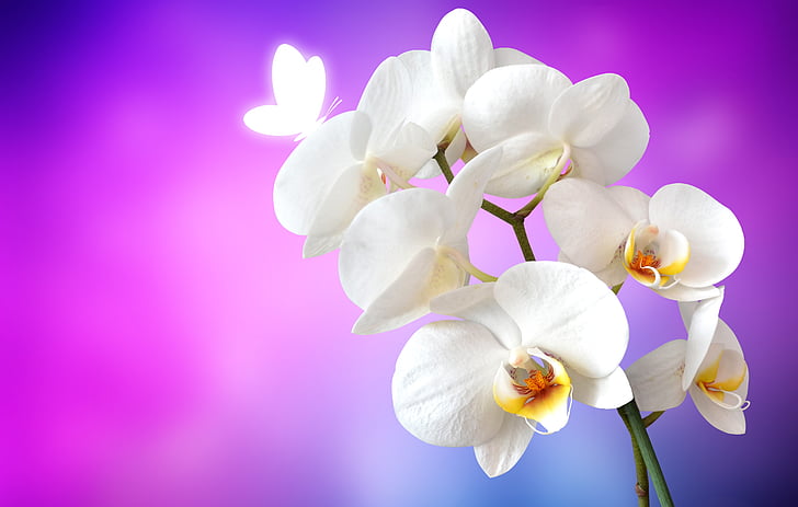 orquídia, papallona, flor, blanc, flor, flor, fons