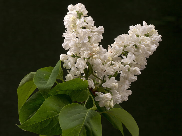lila, flor, flor, macro, arbust ornamental, branca lila, blanc