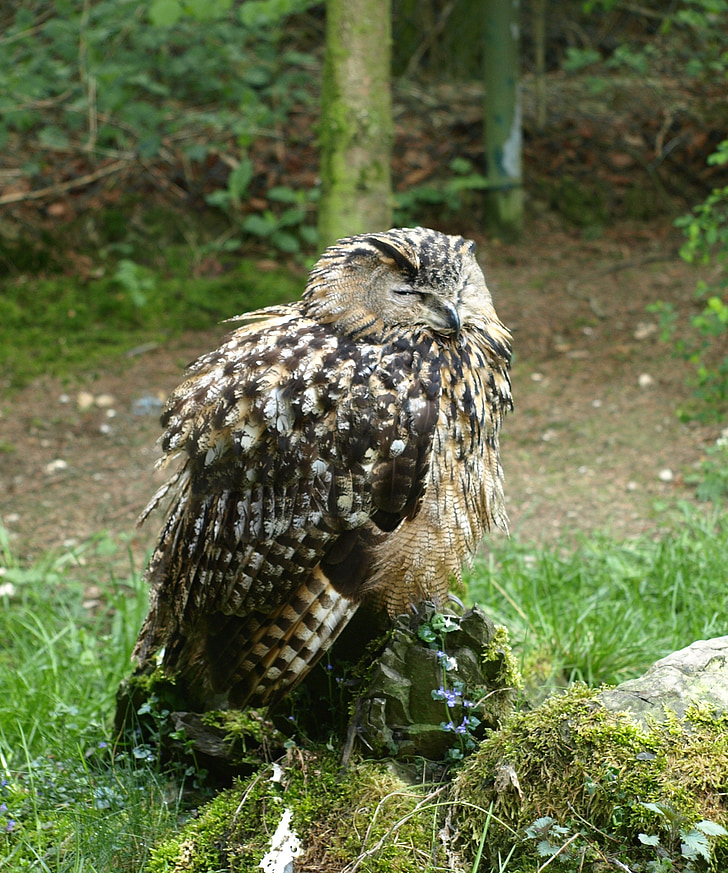 Eagle owl, noční aktivní, pták, Zoo, Doze
