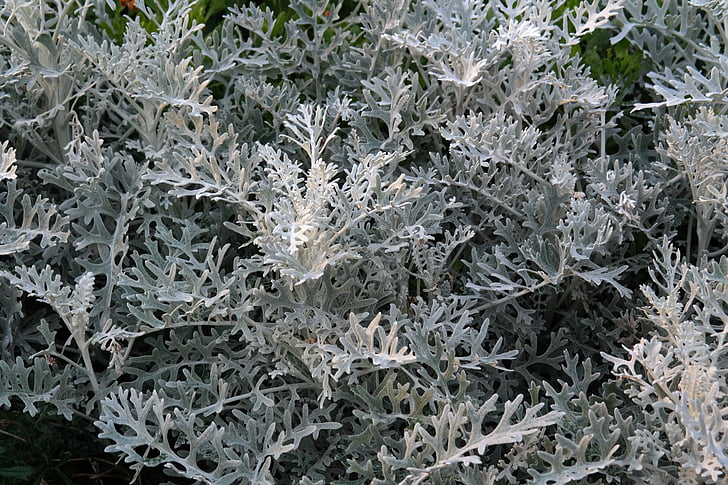 beyaz bulanık groundsel, bitki, yaprakları, Beyaz, gri, Gümüş, Senecio bicolor