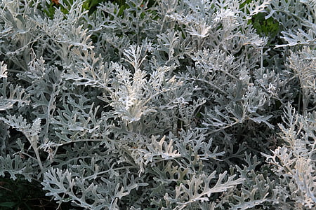 hvit fuzzy groundsel, anlegget, blader, hvit, grå, sølv, senecio bicolor