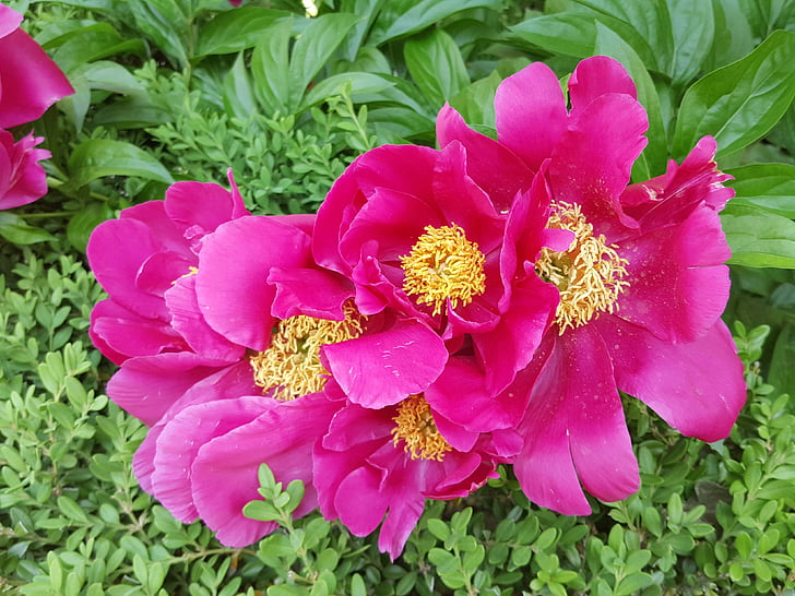 peonies, world transport, red color
