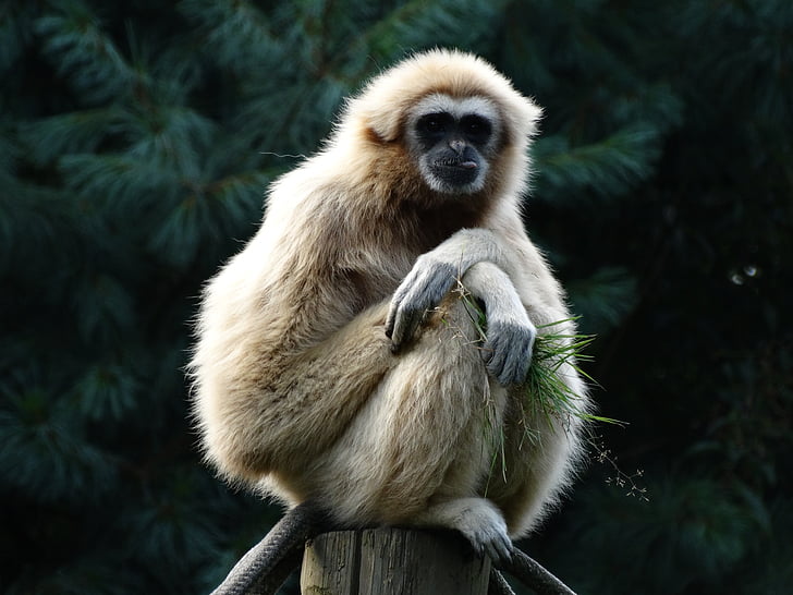 primate, gibbon, lar gibbon, food, relax