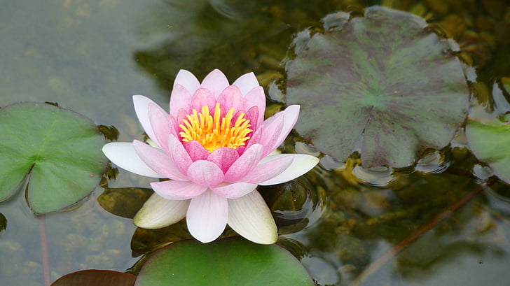 Lily, Lotus, pływające, lilia wodna, naturalne, różowy, staw