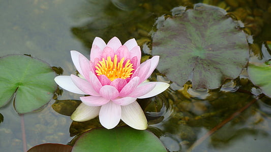 Lily, Lotus, plávajúce, Lekno zblízka, prírodné, ružová, rybník
