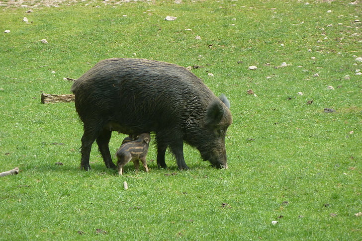 boar, bache, little pig, wild boar, suckle