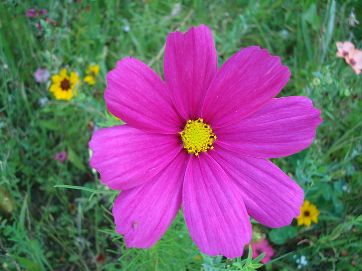 flower, pointed flower, pink, wild flower, close, nature